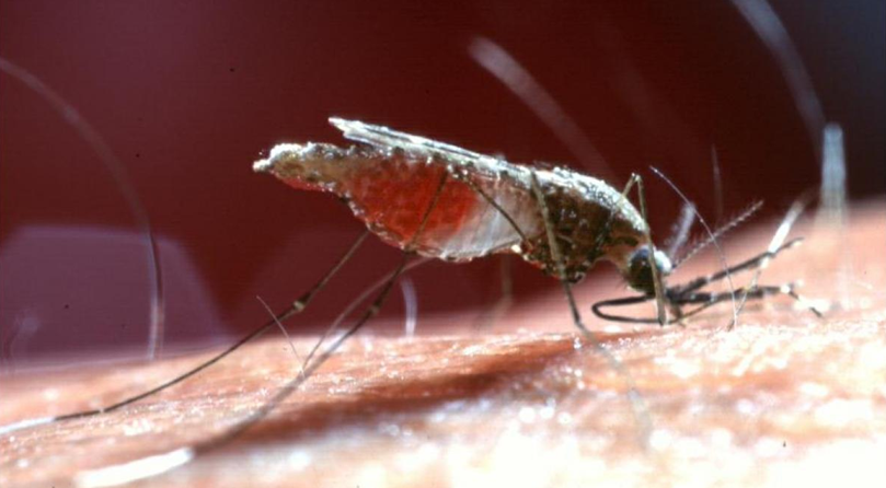mosquito da malária 